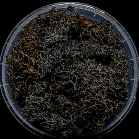 Burnt Hedge Basing Material