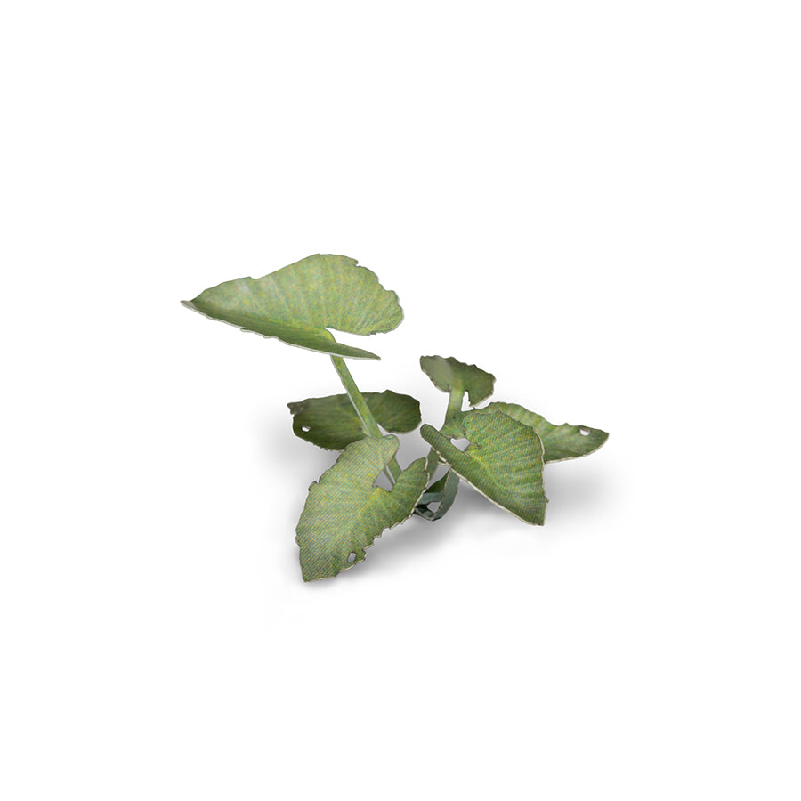 Gamers Grass Laser Plants - Elephant Ear product image 4