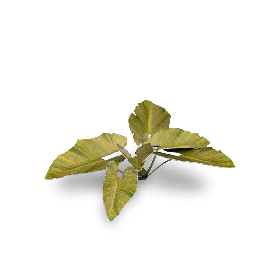 Gamers Grass Laser Plants - Elephant Ear product image 5