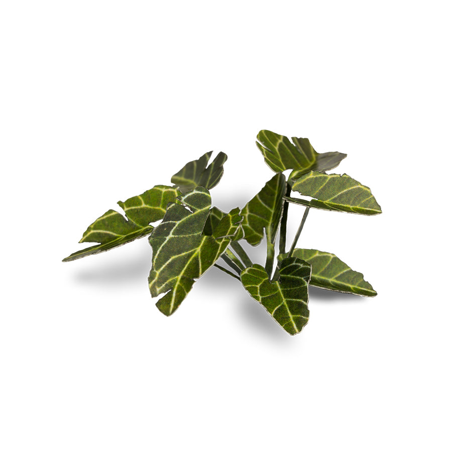 Gamers Grass Laser Plants - Elephant Ear product image 6