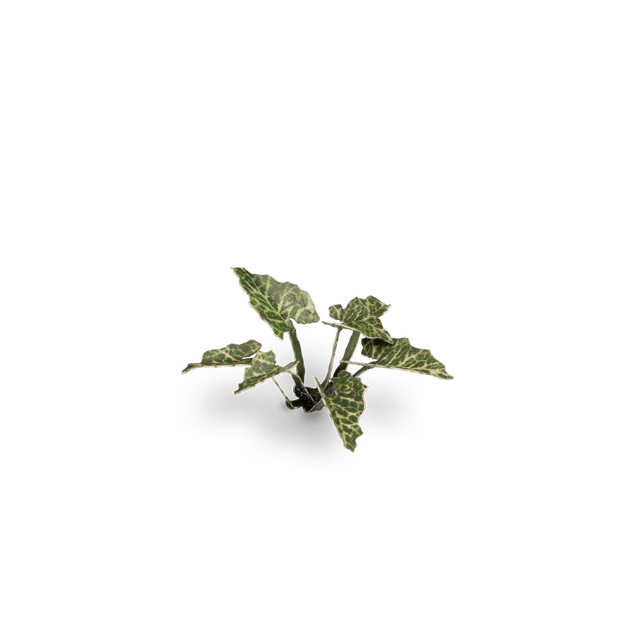 Gamers Grass Laser Plants - Lords-and-Ladies product image 4