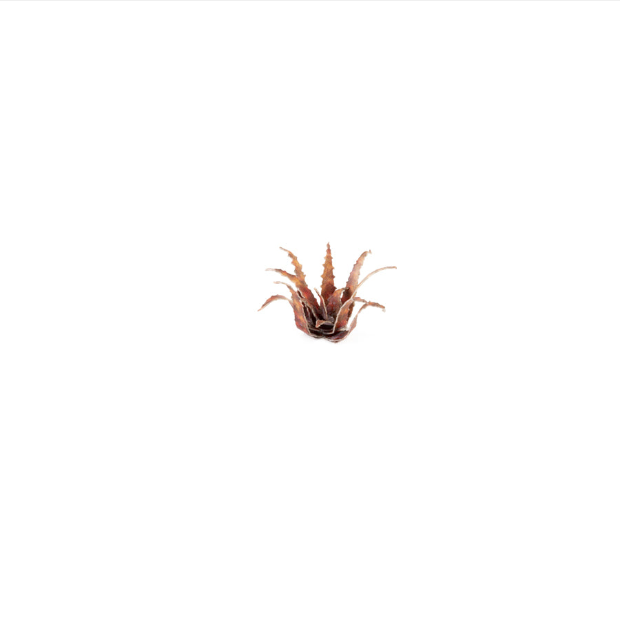 Gamers Grass Laser Plants - Red Aloe product image 2