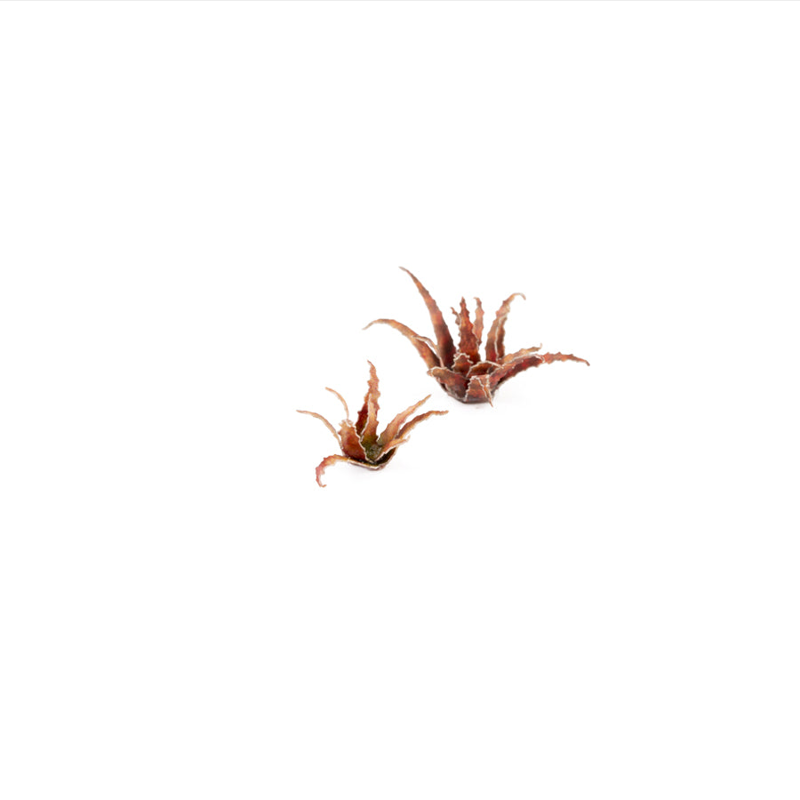 Gamers Grass Laser Plants - Red Aloe product image 3