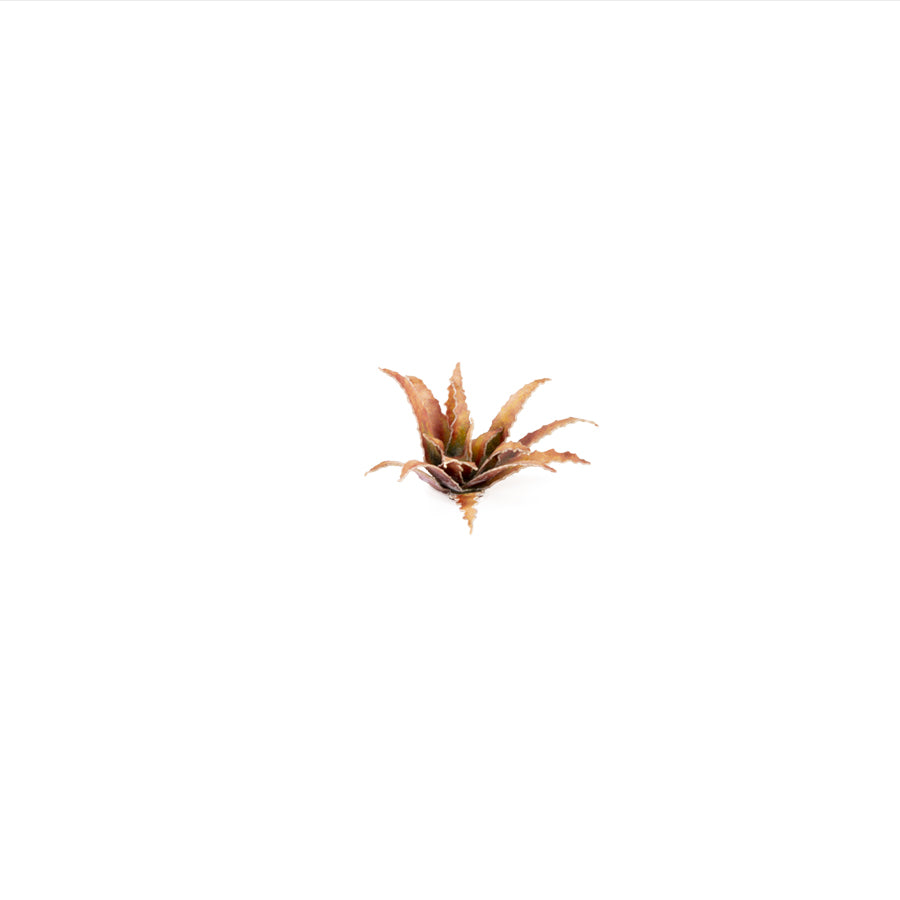 Gamers Grass Laser Plants - Red Aloe product image 4